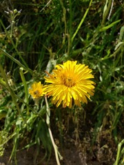 Hypochaeris scorzonerae