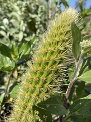 Bergerocactus emoryi