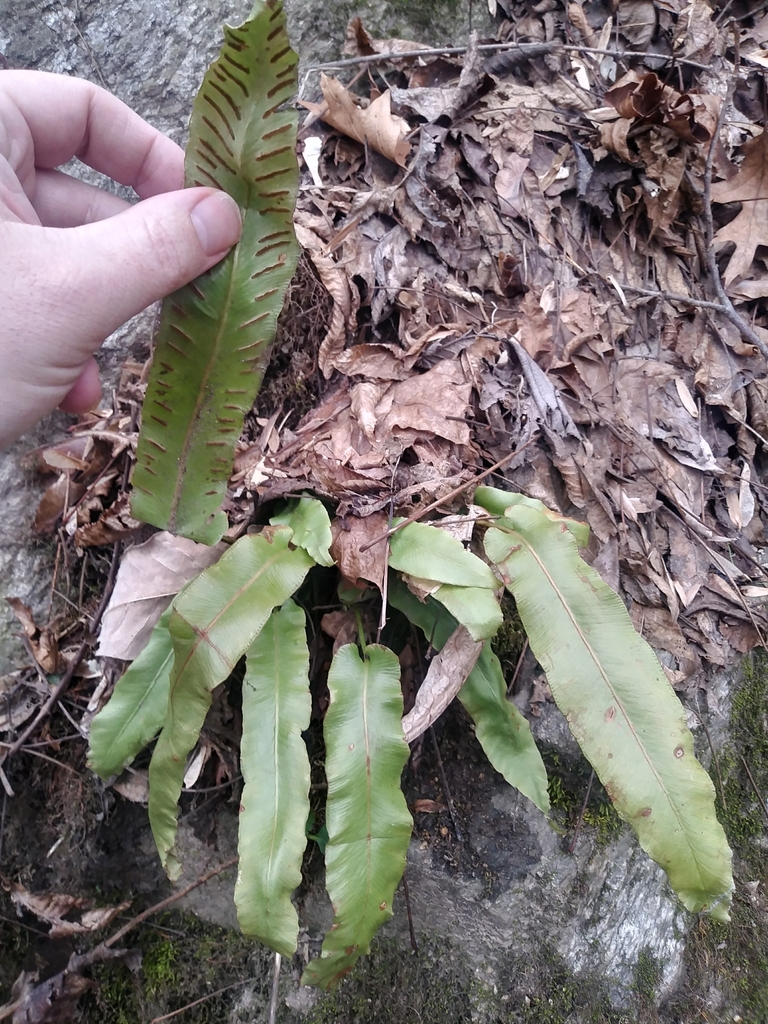 Asplenium scolopendrium, United States