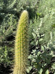 Bergerocactus emoryi