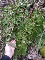 Dryopteris × leedsii