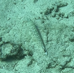 Parapercis hexophtalma