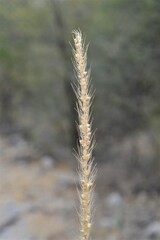Setaria macrostachya