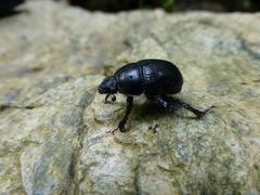 Anoplotrupes