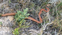 Masticophis flagellum piceus