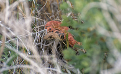 Masticophis flagellum piceus