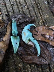 Strongylodon macrobotrys