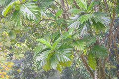 Artocarpus altilis