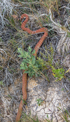 Masticophis flagellum piceus