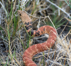 Masticophis flagellum piceus