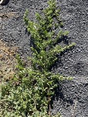 Patellifolia