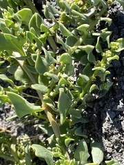 Patellifolia