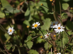 Amauria rotundifolia