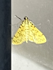 Conogethes