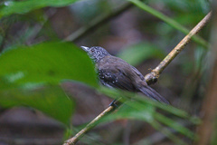 Thamnophilus bridgesi