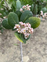 Rhus integrifolia