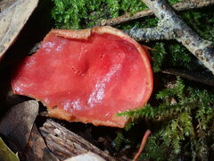 Sarcoscypha coccinea