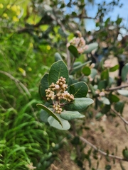 Rhus integrifolia