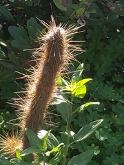 Bergerocactus emoryi