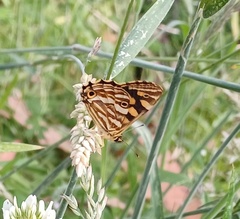 Oreixenica kershawi