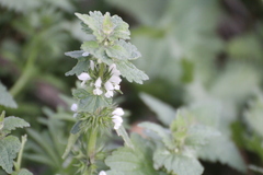 Lamium moschatum