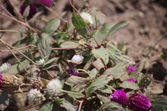 Heliopetes laviana