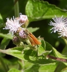Copaeodes minima