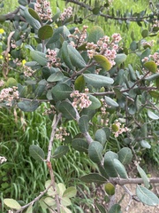 Rhus integrifolia
