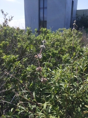 Salvia mellifera