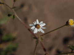 Amauria rotundifolia