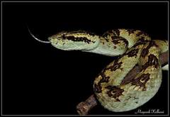 Craspedocephalus malabaricus