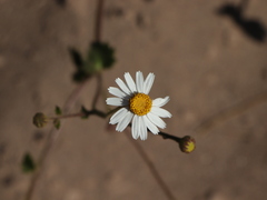 Amauria rotundifolia