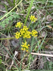 Tauschia texana