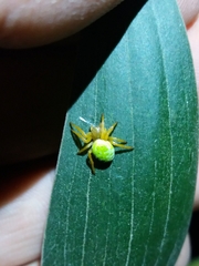 Araniella cucurbitina