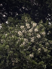 Eucryphia cordifolia
