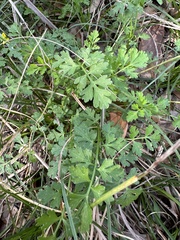Tauschia texana