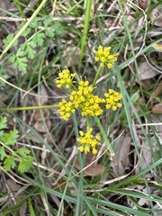 Tauschia texana