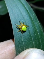Araniella cucurbitina