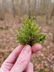 Thamnobryum alopecurum