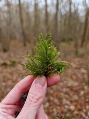 Thamnobryum alopecurum