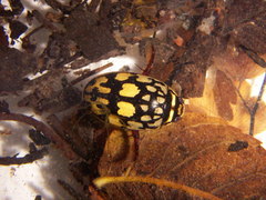 Thermonectus marmoratus