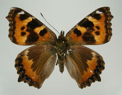 Aglais urticae connexa