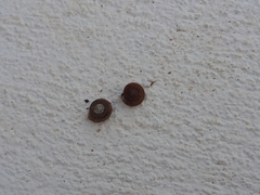 Xerotricha conspurcata