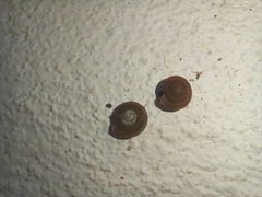 Xerotricha conspurcata