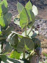 Calotropis procera image