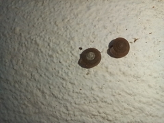 Xerotricha conspurcata