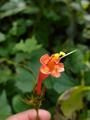 Ipomoea hastigera