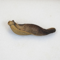 Tandonia rustica
