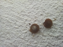 Xerotricha conspurcata