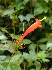 Ipomoea hastigera